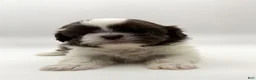 Shih Tzu dogs for sale: Levi - Ad 2