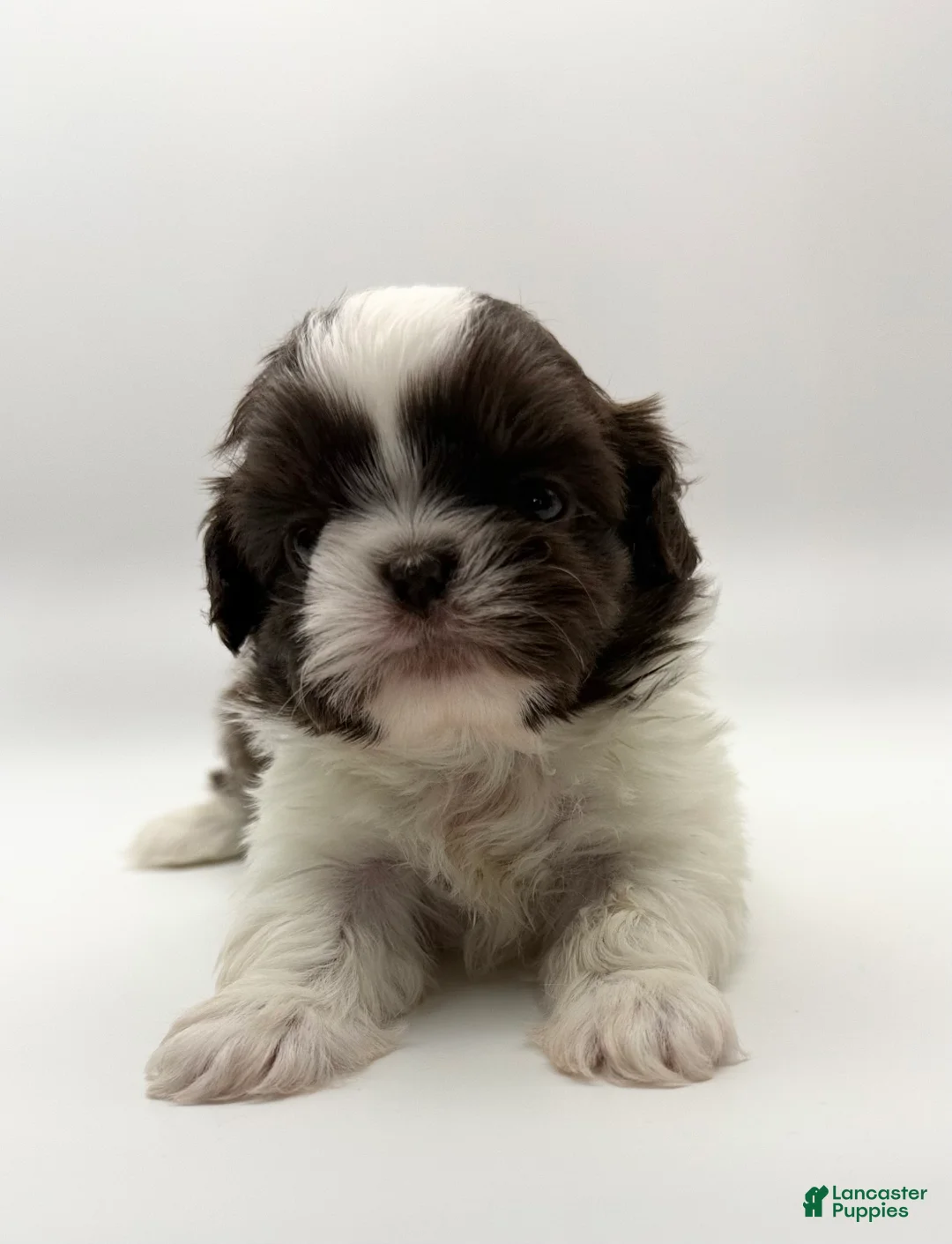 Shih Tzu dogs for sale: Levi - Ad 2