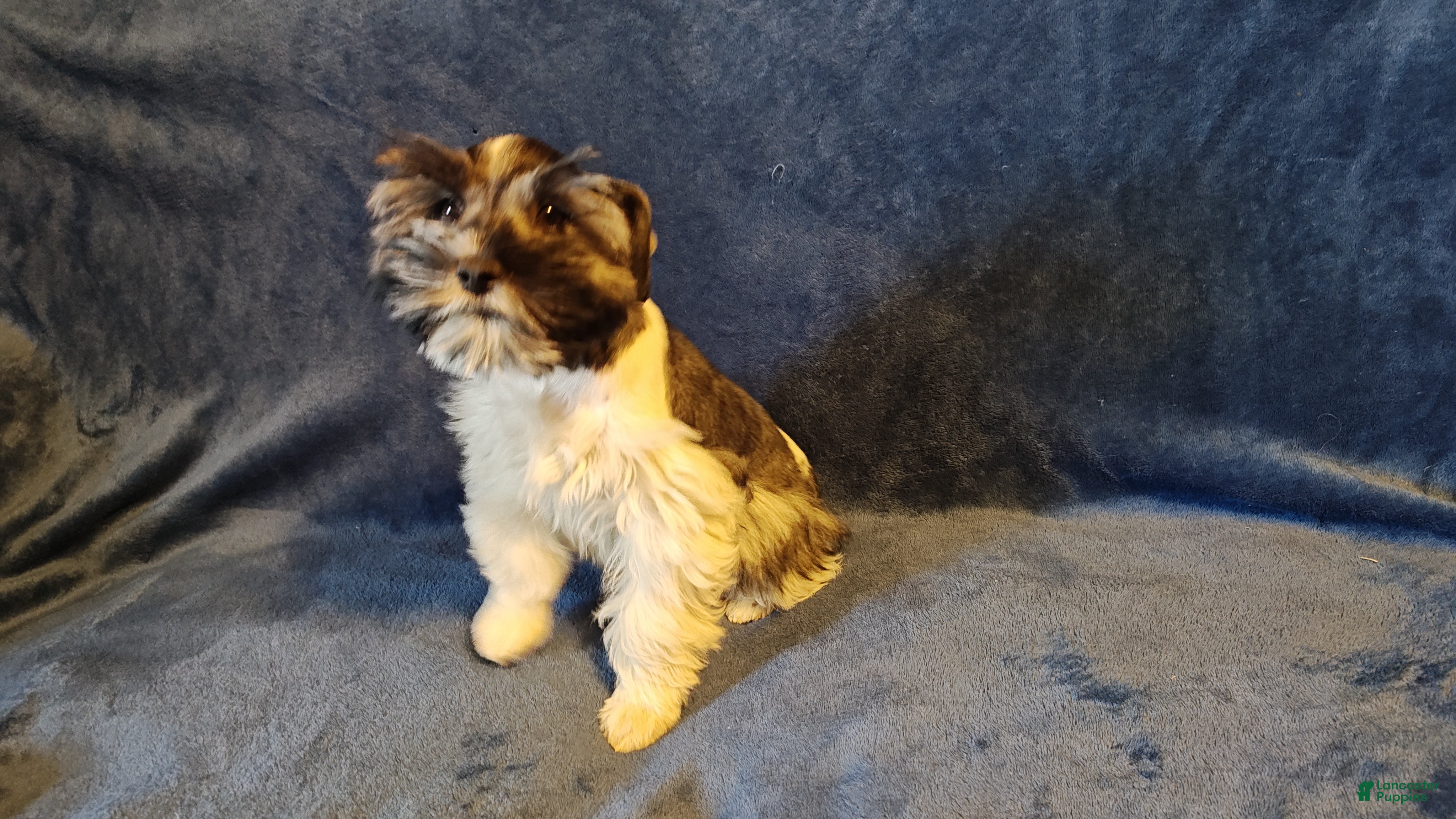 Miniature Schnauzer dogs Miniature Schnauzer Girl 1 - Ad 1