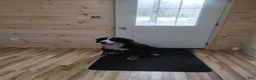 Bernese Mountain Dog dogs for sale: Bernese Mountain Dog 3 - Ad 5