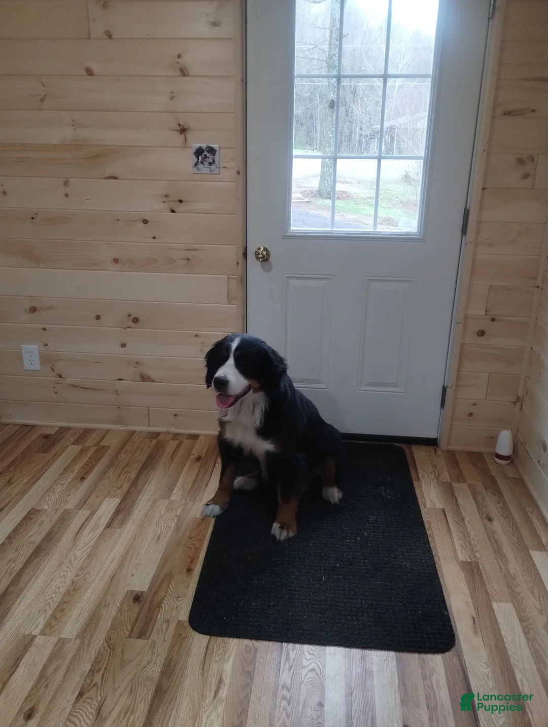 Bernese Mountain Dog dogs for sale: Bernese Mountain Dog 3 - Ad 5