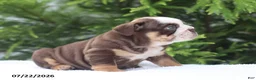 English Bulldog dogs for sale: Claudia - Ad 5