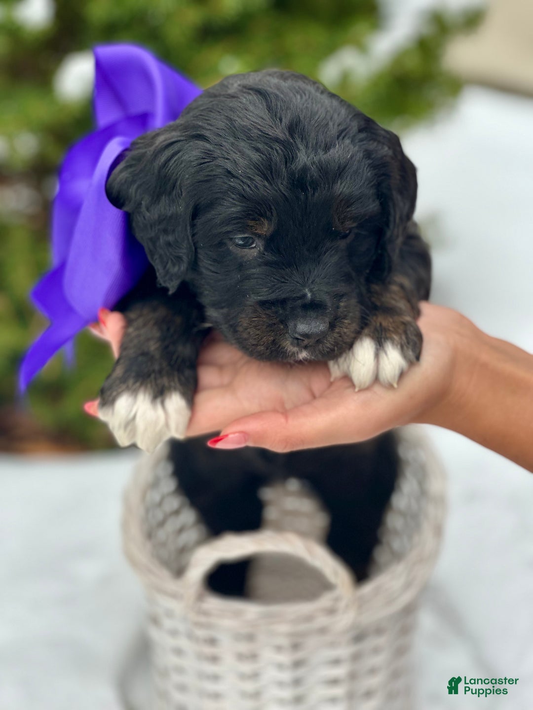 Mixed Breed dogs for sale: Prancer (Golden Mountain Doodle) - Ad 2