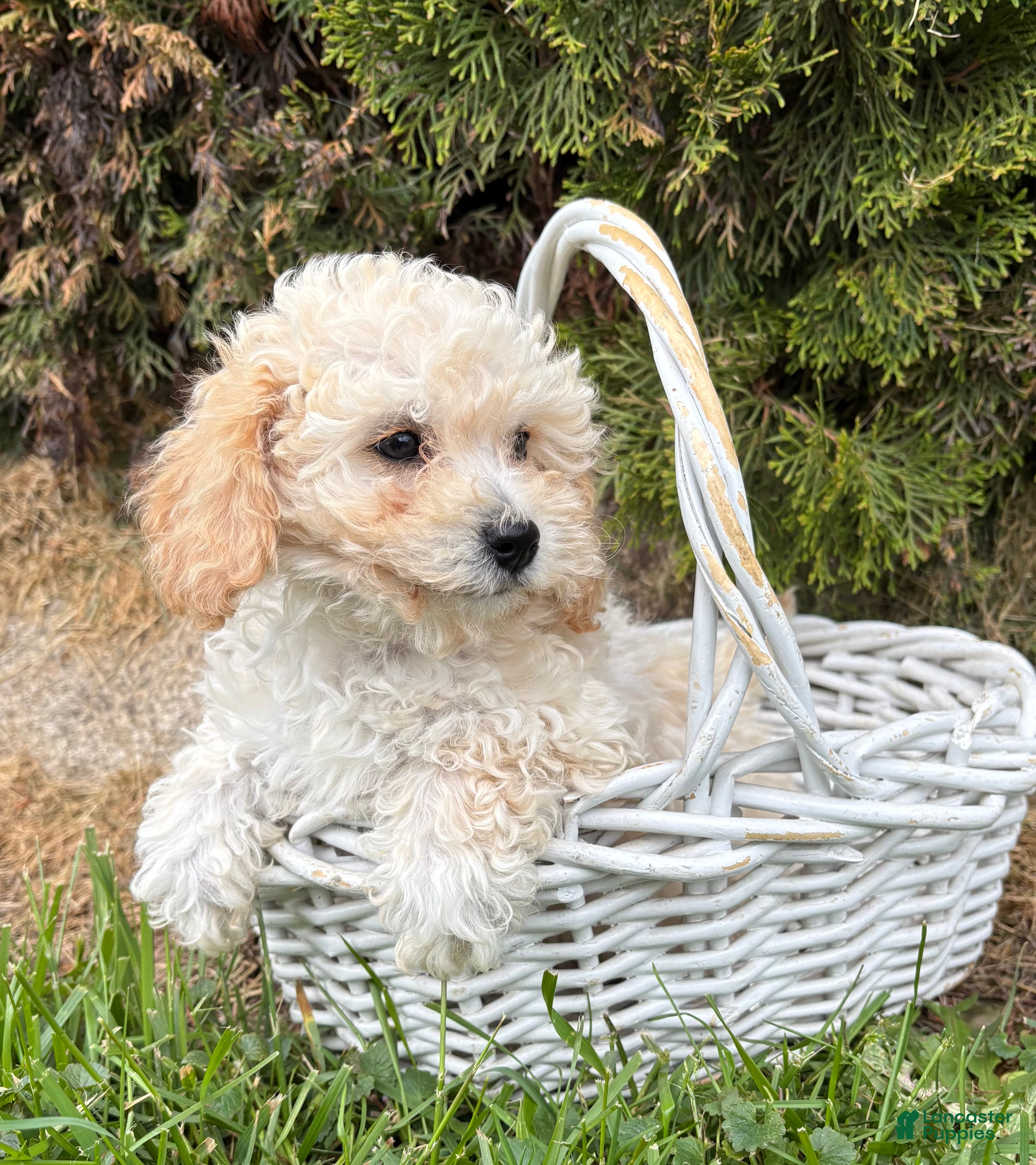 Bichpoo dogs Jill - Ad 2