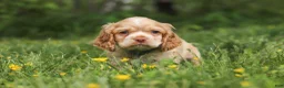 Cocker Spaniel dogs for sale: Lace - Ad 3