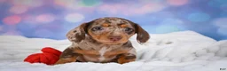 Miniature Dachshund dogs for sale: Bowser - Ad 4