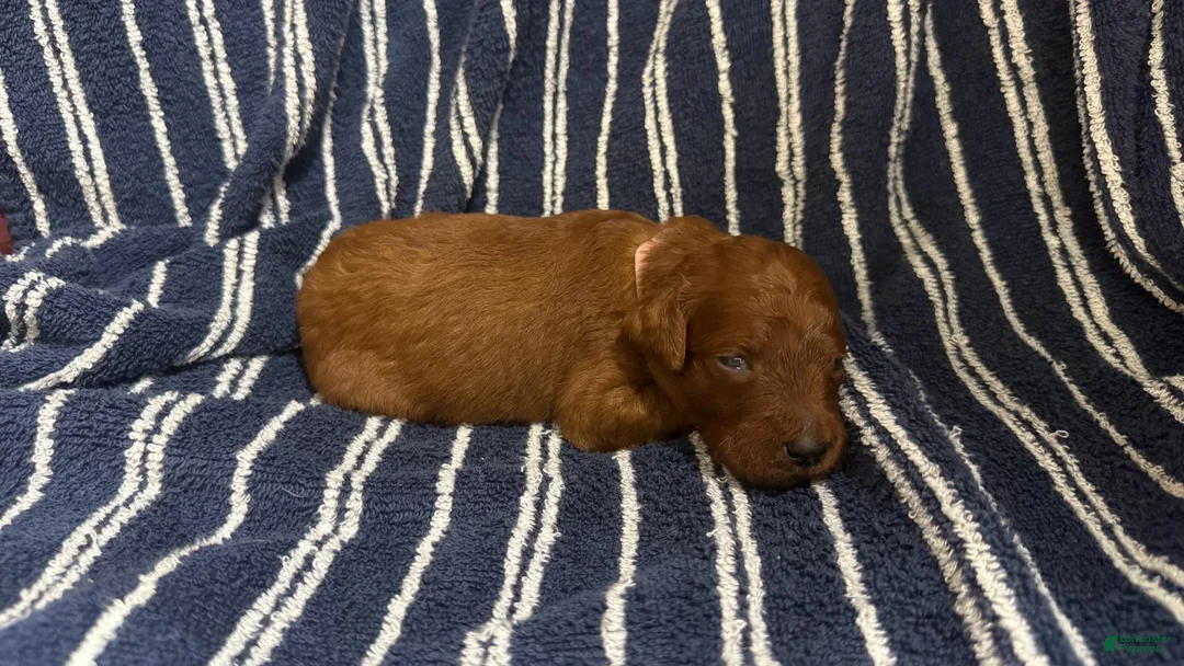 Goldendoodle dogs for sale: 🩷 Ms. Pink - Ad 1