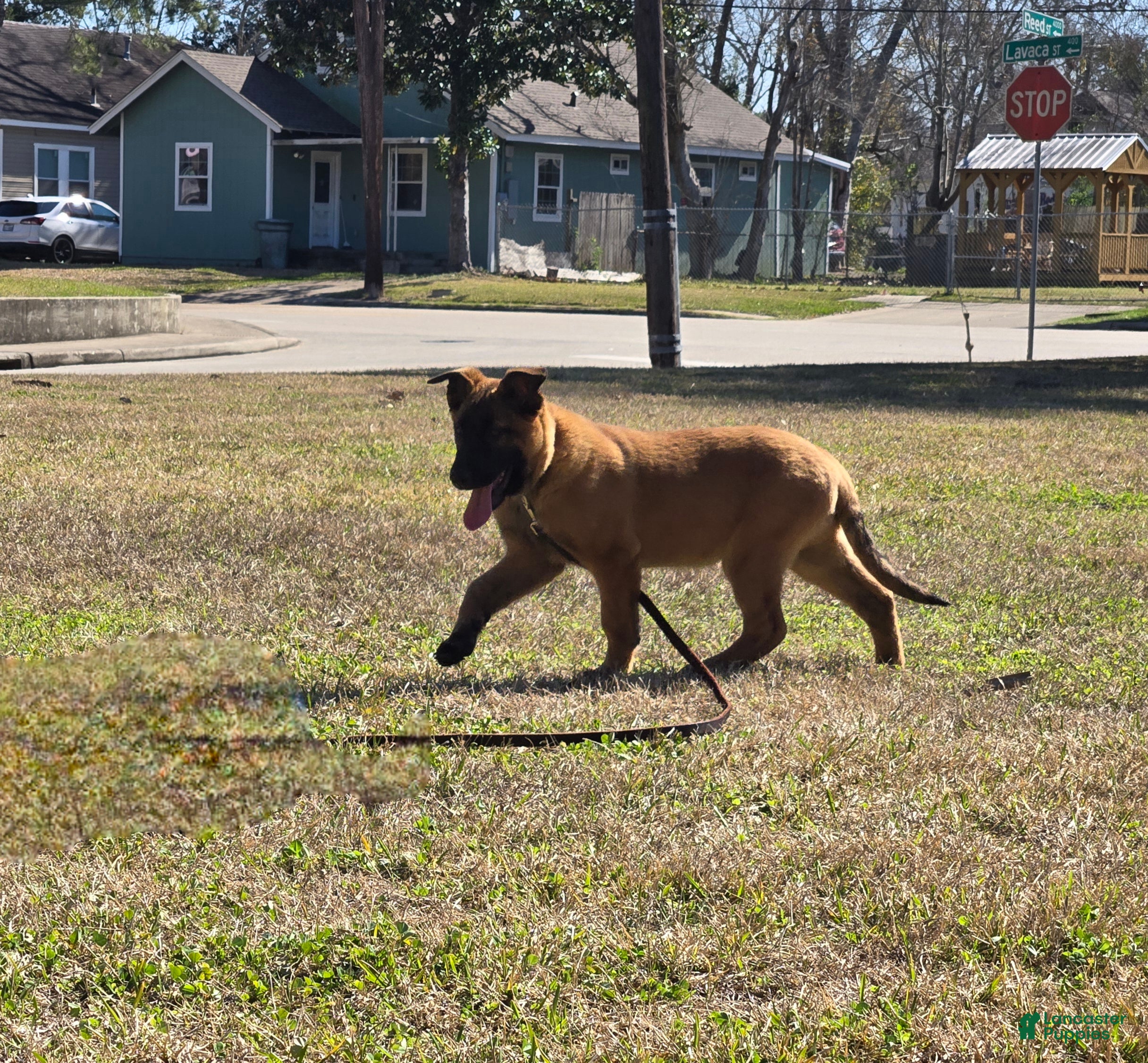 Belgian Malinois dogs Belgian Malinois Puppy 1 - Ad 1