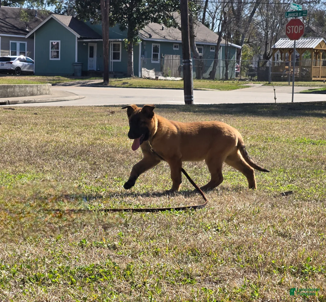 Belgian Malinois dogs for sale: Belgian Malinois Puppy 1 - Ad 1