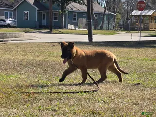 Belgian Malinois dogs Belgian Malinois Puppy 1 - Ad 1