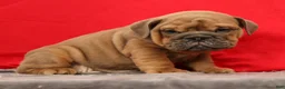 English Bulldog dogs for sale: Samson - Ad 4