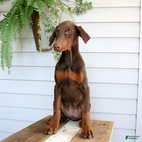 Doberman Pinscher dogs Wanda - Ad 2