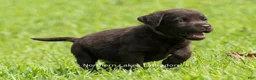 Labrador Retriever dogs for sale: Eric - Ad 4