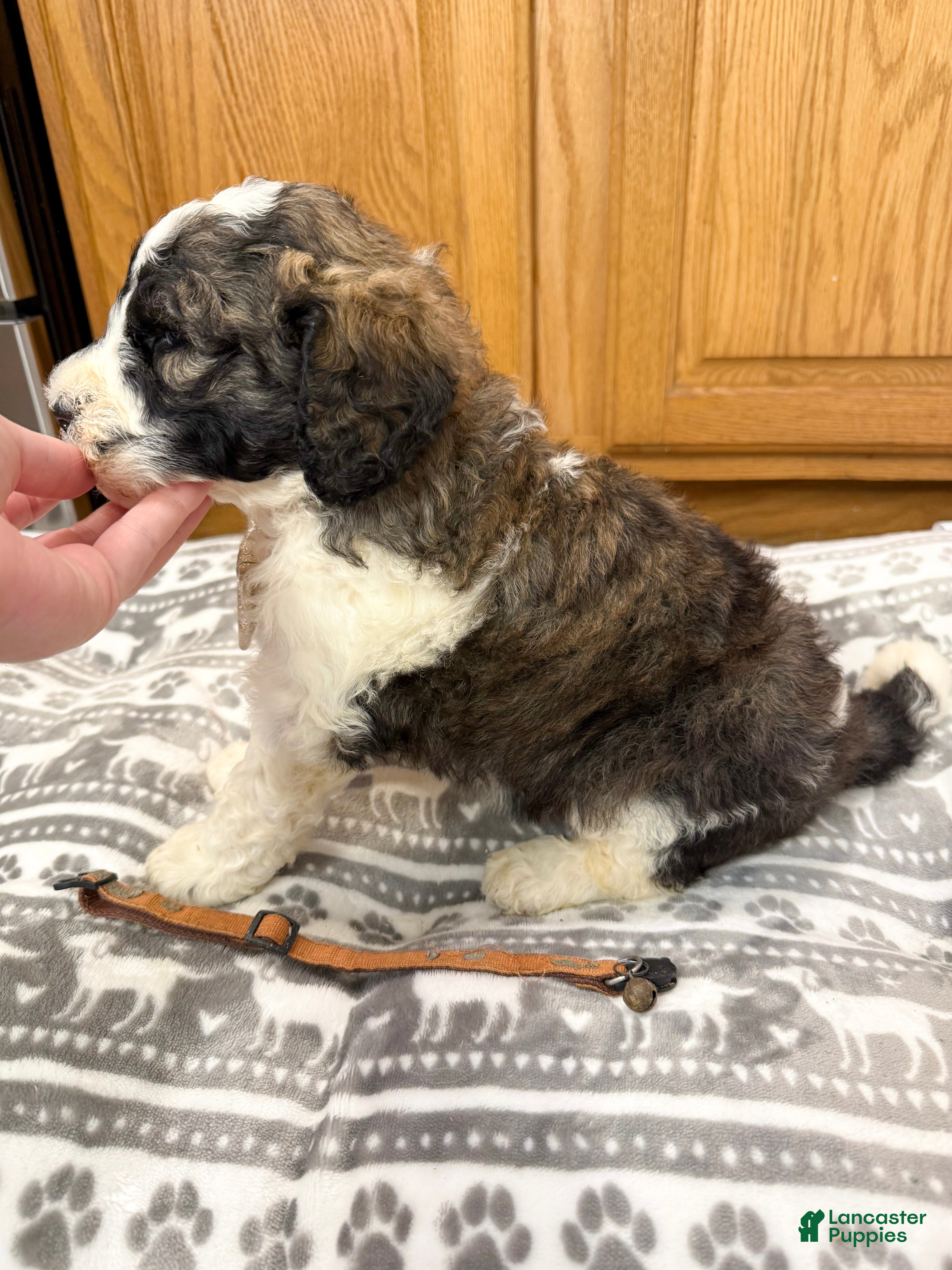 Saint Berdoodles dogs Grady - Ad 2