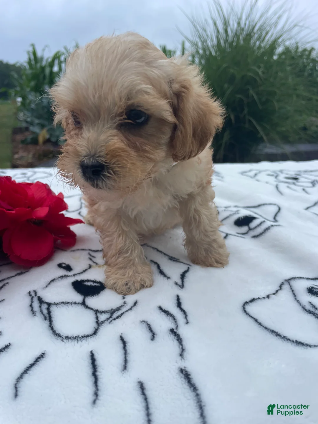 Yorkiepoo dogs for sale: Dexter - Ad 4