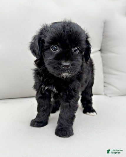 Mini Aussiedoodle dogs Indy - Ad 1