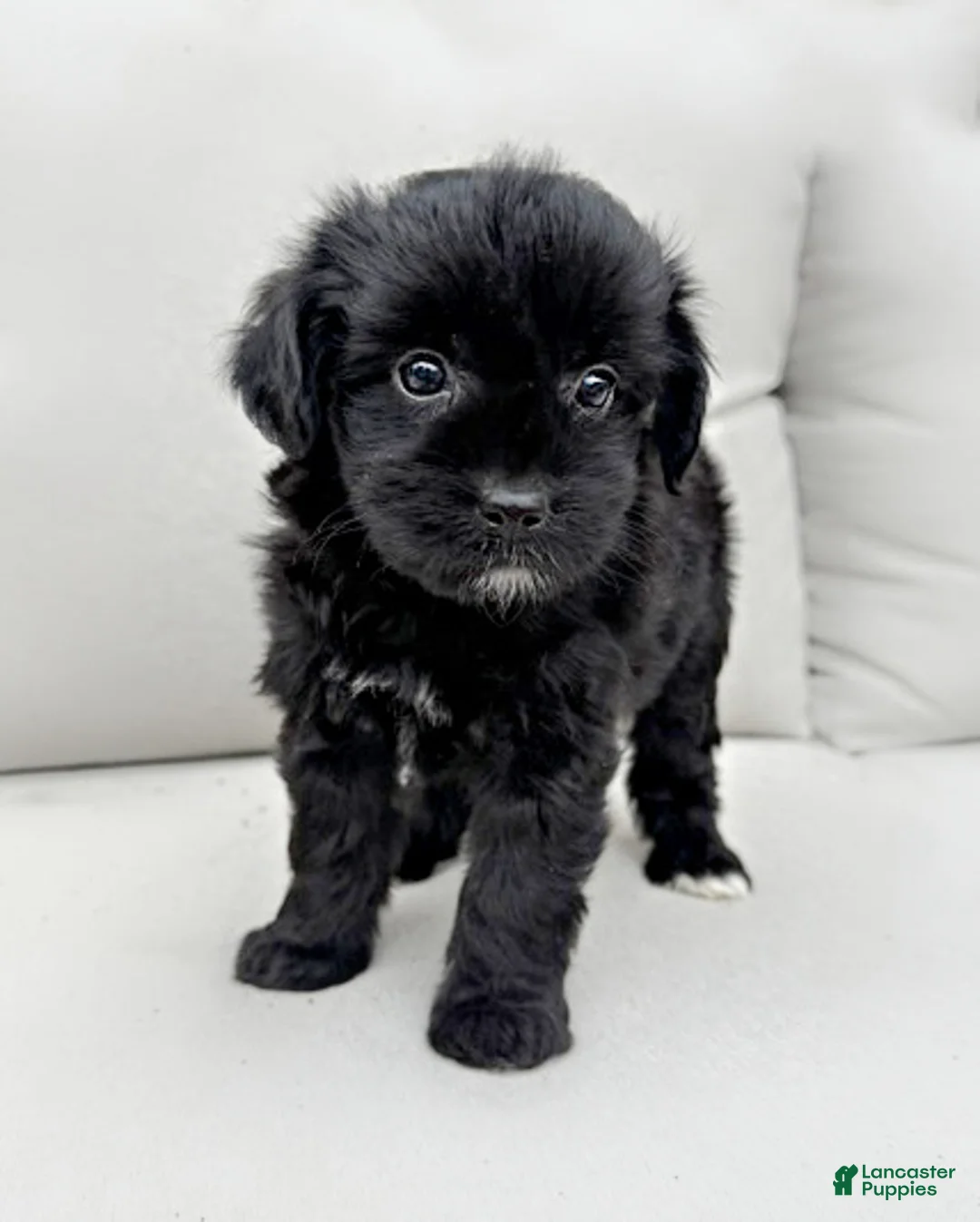 Mini Aussiedoodle dogs for sale: Indy - Ad 1