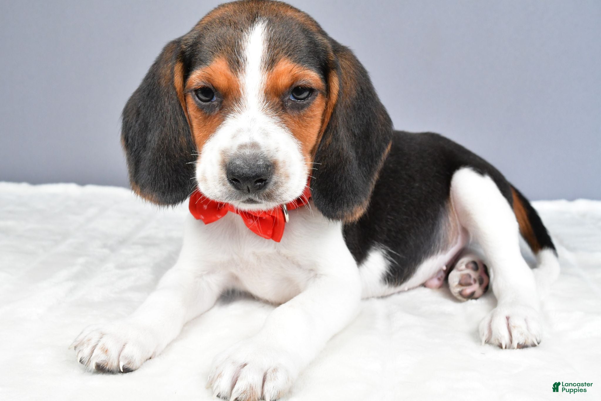 Beagle dogs Odin - Ad 2