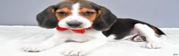Beagle dogs for sale: Odin - Ad 2