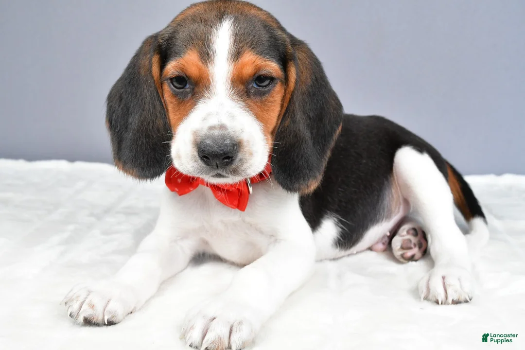 Beagle dogs for sale: Odin - Ad 2