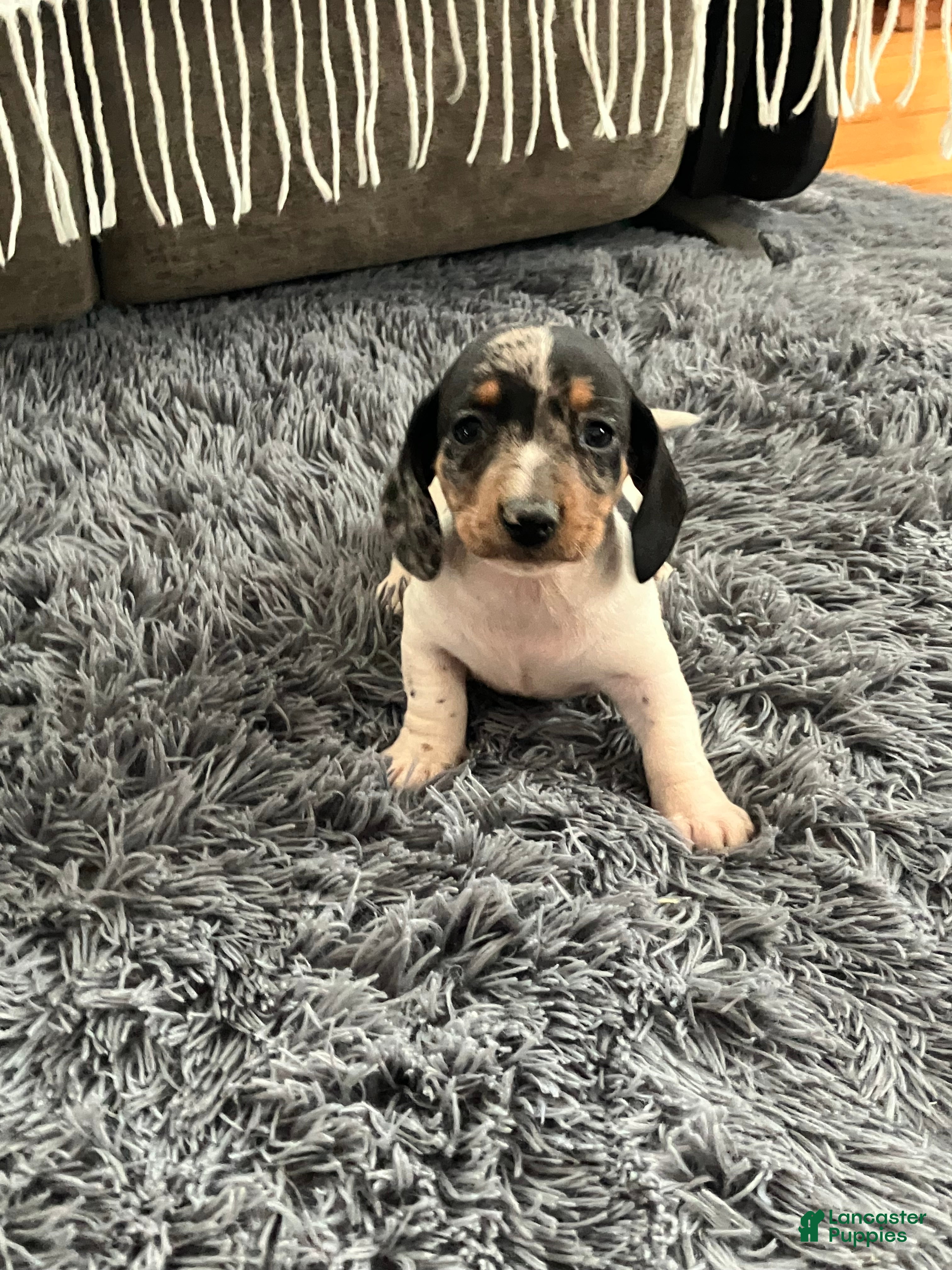 Miniature Dachshund dogs Akc Maybelle - Ad 27