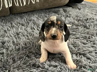 Miniature Dachshund dogs Akc Maybelle - Ad 27