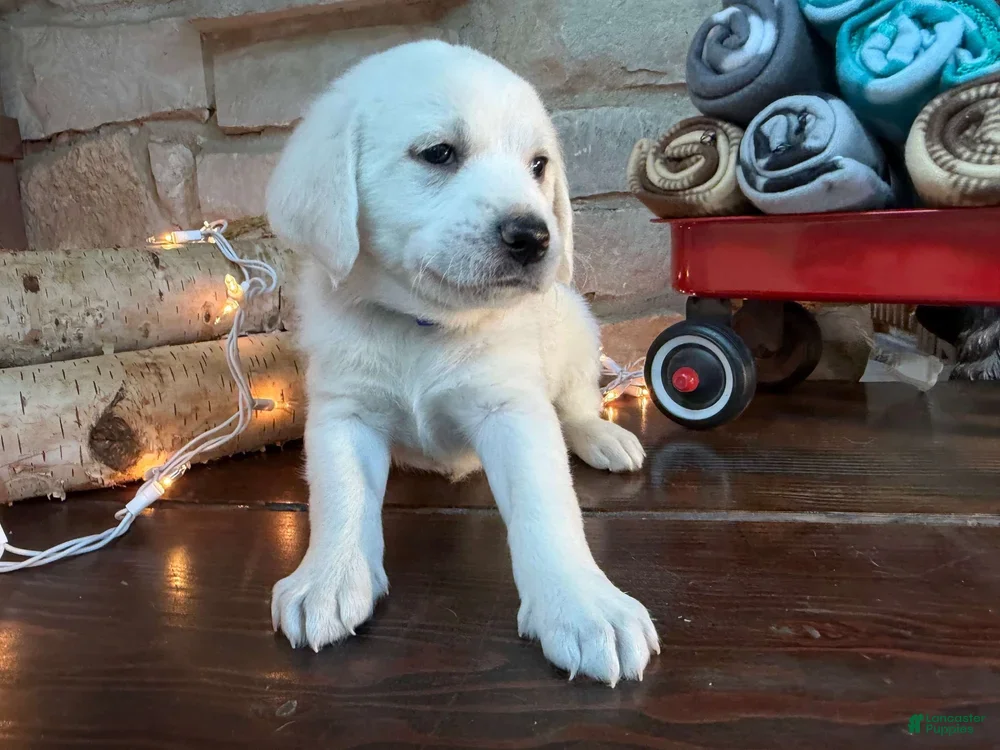 Frosty
