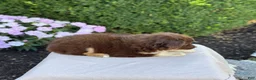 Miniature Australian Shepherd dogs for sale: Arabella - Ad 5