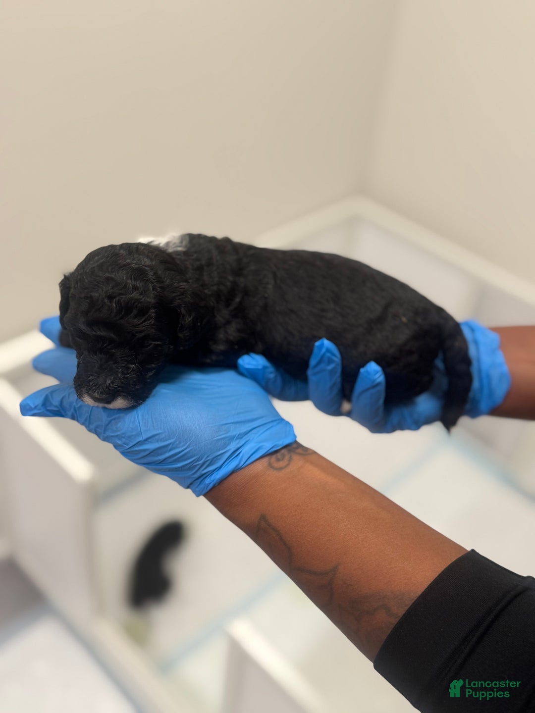 Mini Goldendoodle dogs for sale: Mini Goldendoodle “Oreo”  - Ad 3