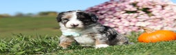 Mini Bernedoodle dogs for sale: Cade - Ad 2