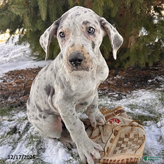 Great Dane dogs Sapphire - Ad 1