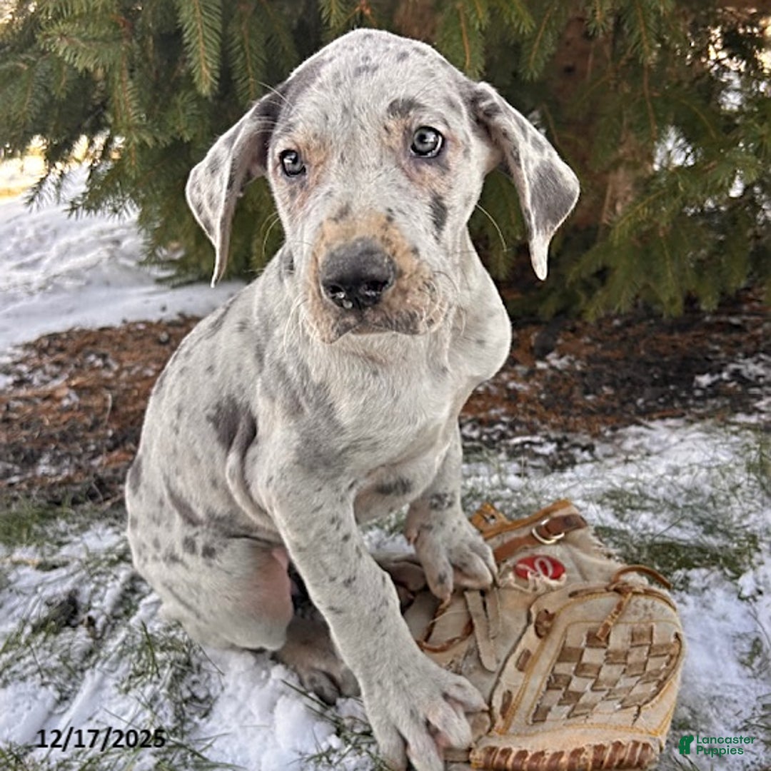 Great Dane dogs for sale: Sapphire - Ad 1