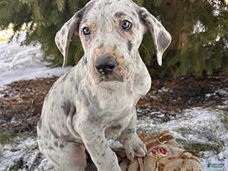 Great Dane dogs Sapphire - Ad 1