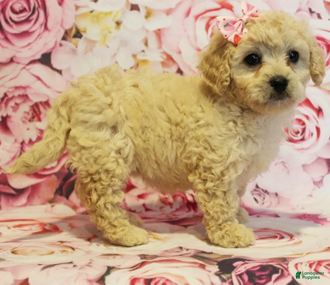 Cavapoo dogs for sale: Delilah - Ad 4