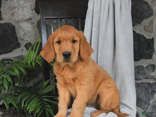 Golden Retriever dogs - Ad 40