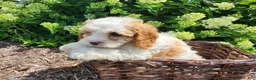 Cavapoo dogs for sale: Valentine - Ad 6