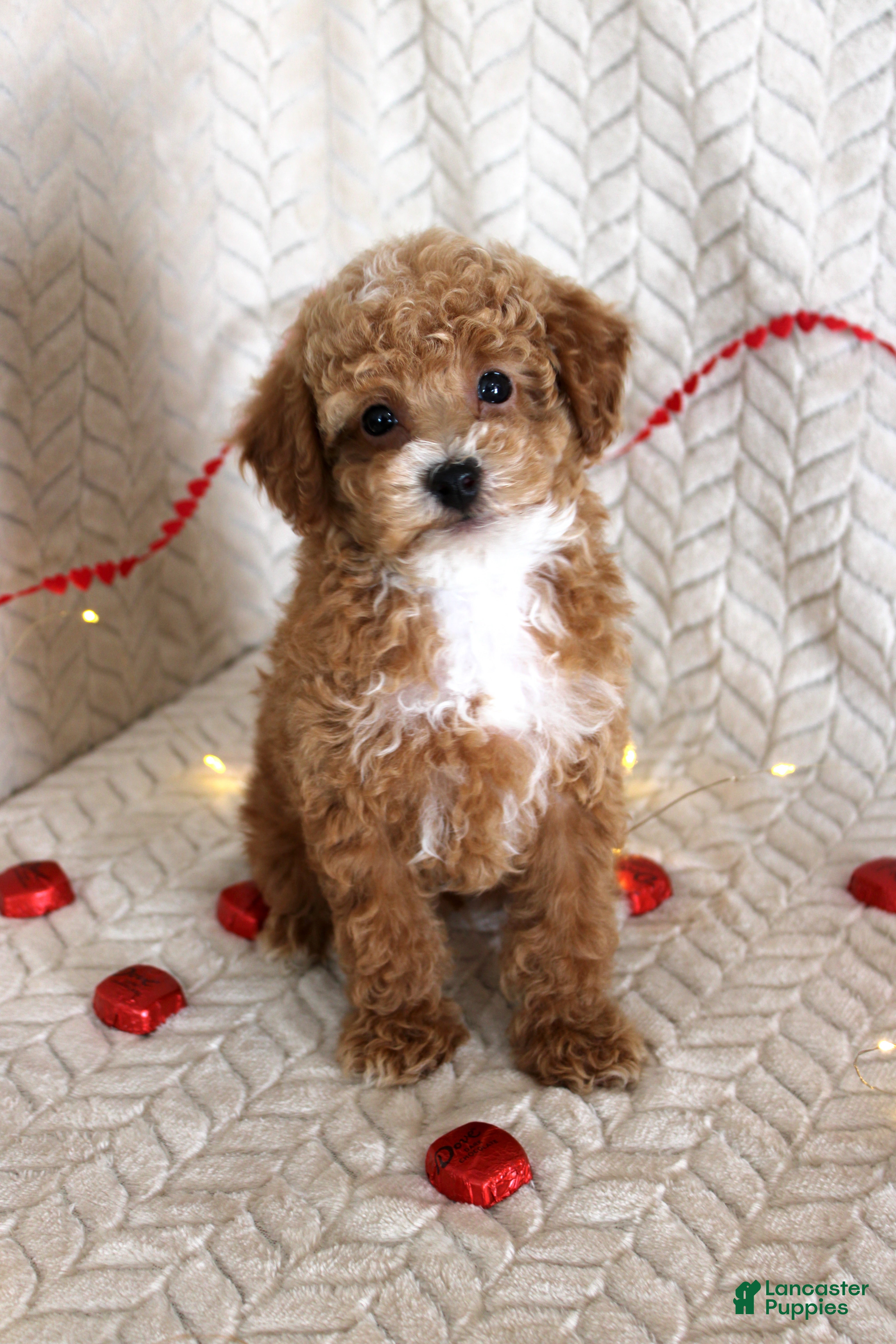 Toy Poodle dogs Grant - Ad 24