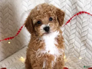 Toy Poodle dogs Grant - Ad 24