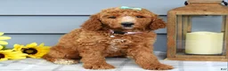 Standard Poodle dogs for sale: Millie - Ad 7