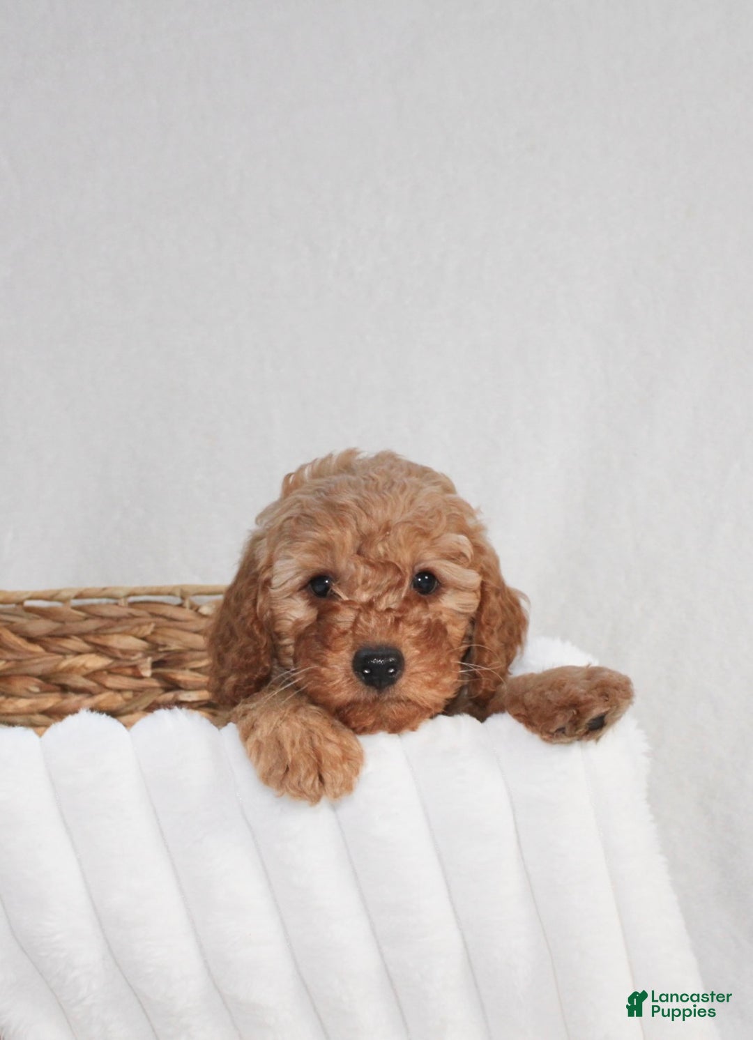 Cavapoo dogs for sale: Ralph  - Ad 3