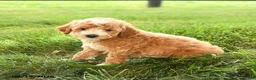 Mini Goldendoodle dogs for sale: Florence - Ad 4