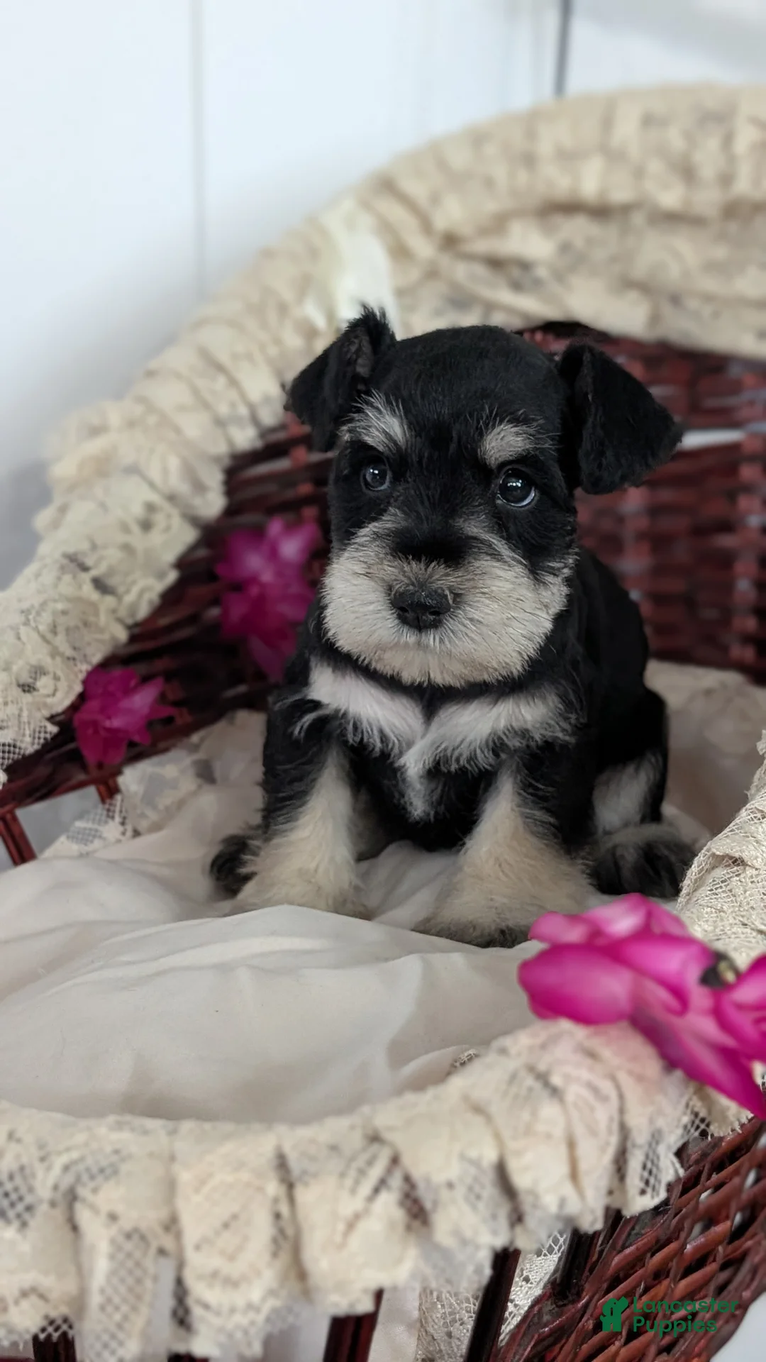 Miniature Schnauzer dogs for sale: Max - Ad 5