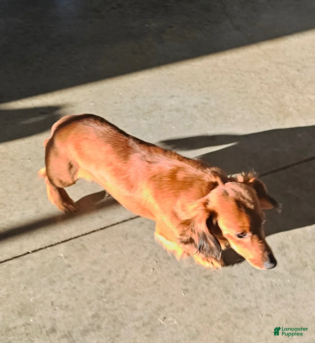 Miniature Dachshund dogs for sale: Dolly - Ad 7