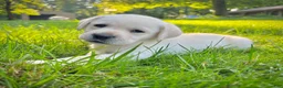 Labrador Retriever dogs for sale: Marie - Ad 1