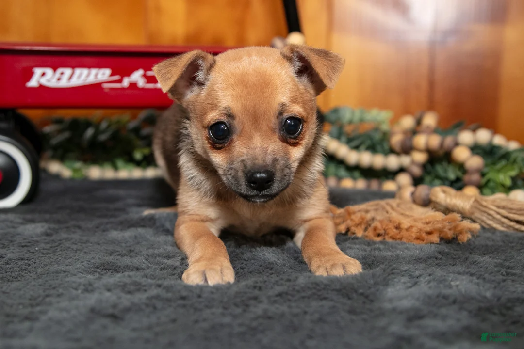 Chihuahua dogs for sale: Ayla - Ad 1