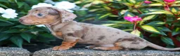 Miniature Dachshund dogs for sale:  Zion💙 - Ad 17