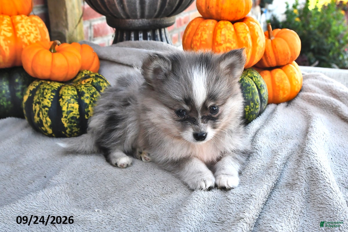 Pomsky dogs Tucker - Ad 1