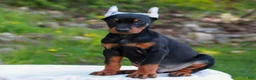 Doberman Pinscher dogs for sale: Axel  - Ad 1