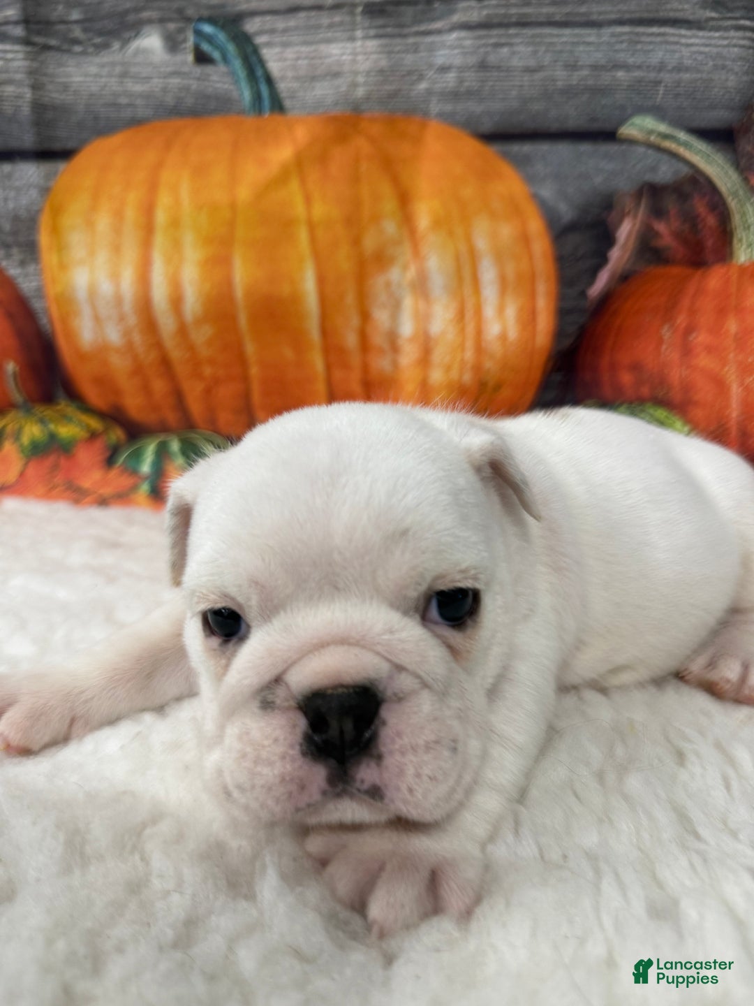 English Bulldog dogs for sale: Breezy - Ad 5