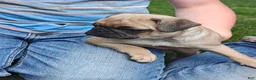 Pug dogs for sale: Tucker - Ad 2